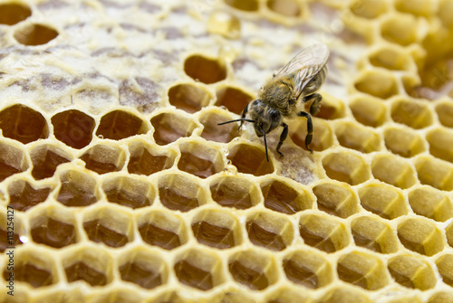 a bee on a honeycomb