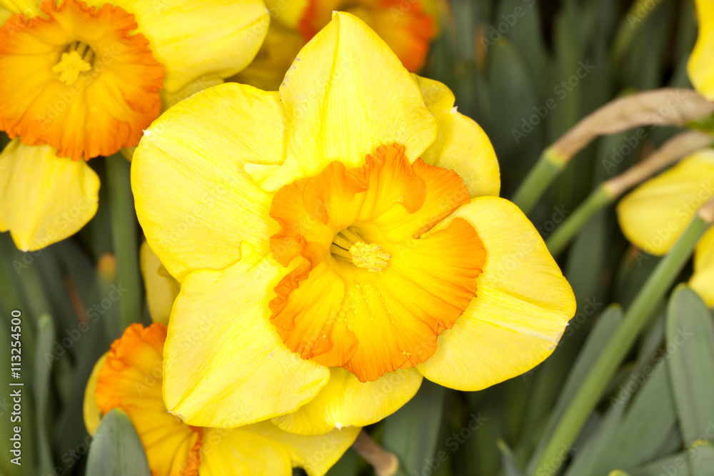 Closeup of a Larged-cupped Daffodil -Delebes- (Narcissus sp) flower in a garden Closeup of a Larged-cupped Daffodil -Delebes- (Narcissus sp) flower in a garden