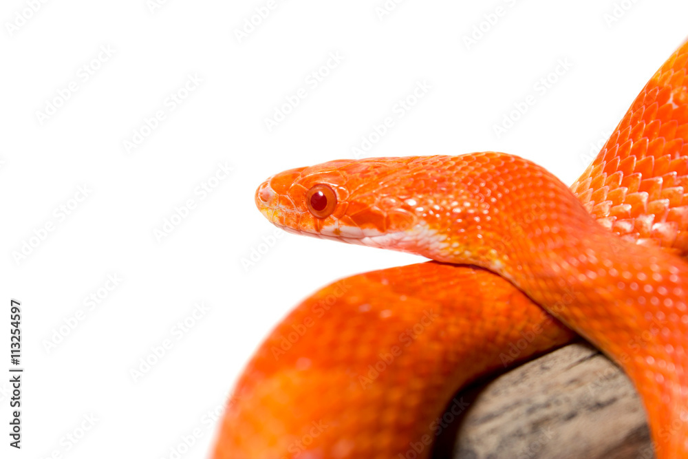 Hypo fire corn snake Hypo fire corn snake