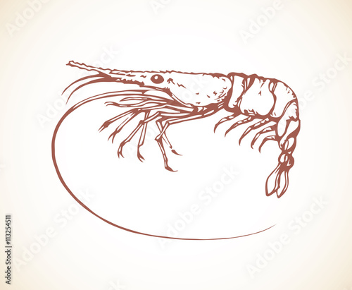 Shrimp. Vector drawing