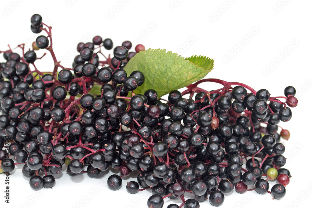 Schwarzer Holunder, Holunderbeeren, Sambucus nigra Schwarzer Holunder, Holunderbeeren, Sambucus nigra