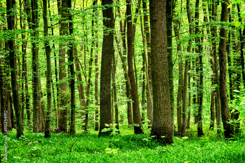 Deep moss forest