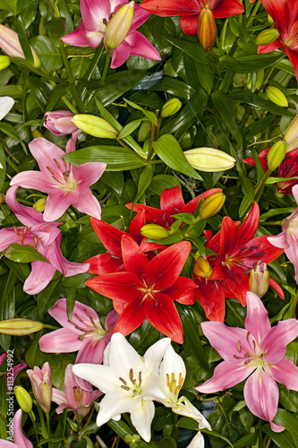 Fototapeta Naklejka Na Ścianę i Meble -  Closeup of a mixed assorted Asiatic Lilies flower in a garden