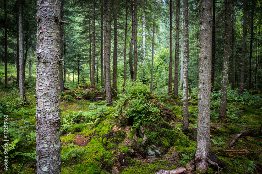 Deep moss forest Deep moss forest