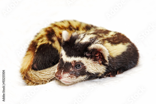 Фотография Marbled polecat (Vormela peregusna) lie on white cloth.