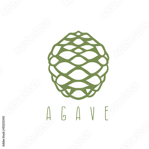vector design template of the agave root