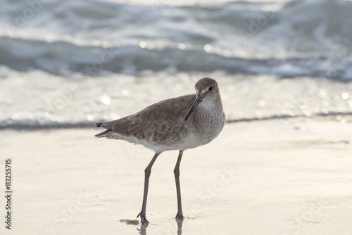 Schlammtreter / Willet