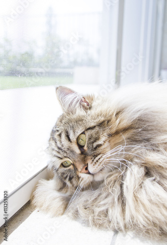 long haired cat of siberian breed