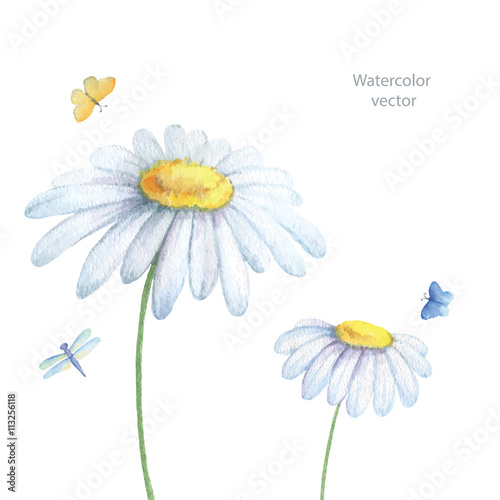 Watercolor summer background with chamomile.