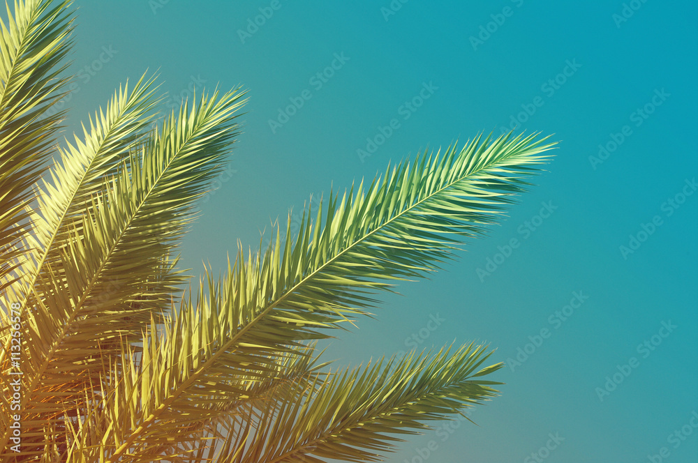 Summer background with Palm tree against sky. Sea tour.