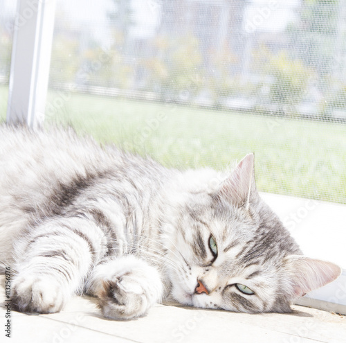 Adorable female cat, silver version of siberian breed, short hai