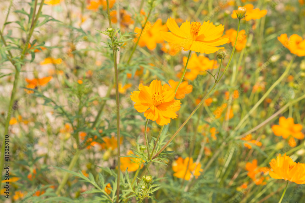 Sulfur Cosmos /Yellow Cosmos.