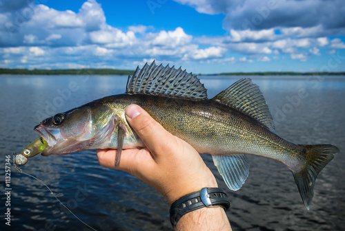 Walleye fish in summer scenery