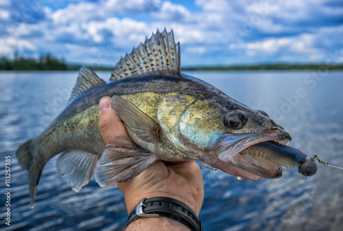 Walleye fishing in Sweden