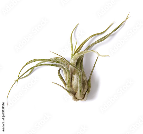 Air succulent plant isolated on a white background