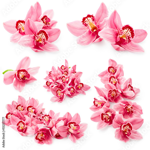 Fototapeta Naklejka Na Ścianę i Meble -  Orchid flowers