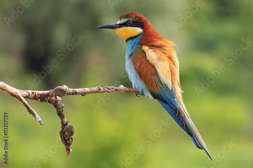 European bee-eater sitting on a branch