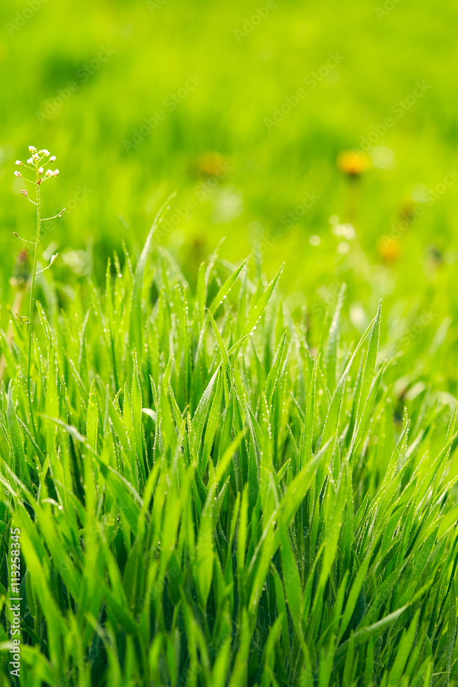 Green grass Green grass