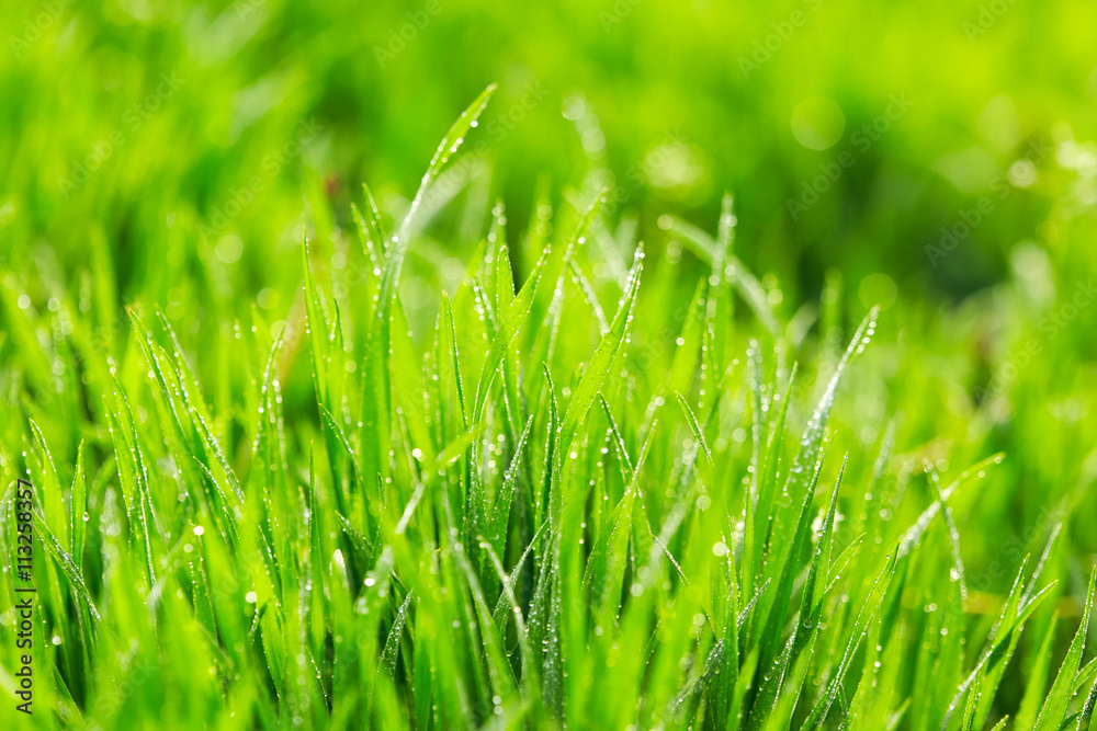 Obraz premium Green grass