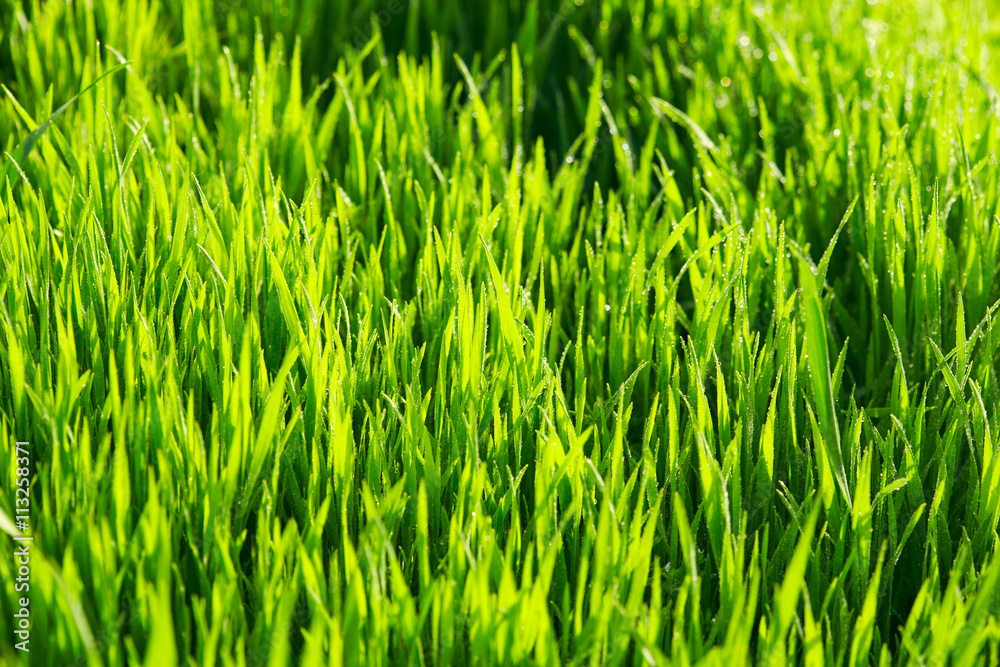 Green grass Green grass