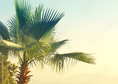 Summer background with Palm tree against sky. Sea tour.
