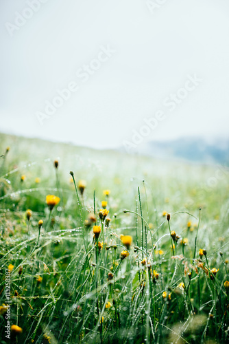 Wild Flowers in the Black Forest