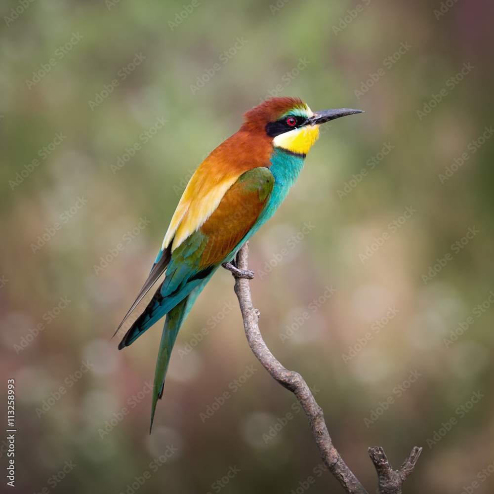 European bee-eater ( Merops Apiaster ) sitting on the branch. Blurry background European bee-eater ( Merops Apiaster ) sitting on the branch. Blurry background
