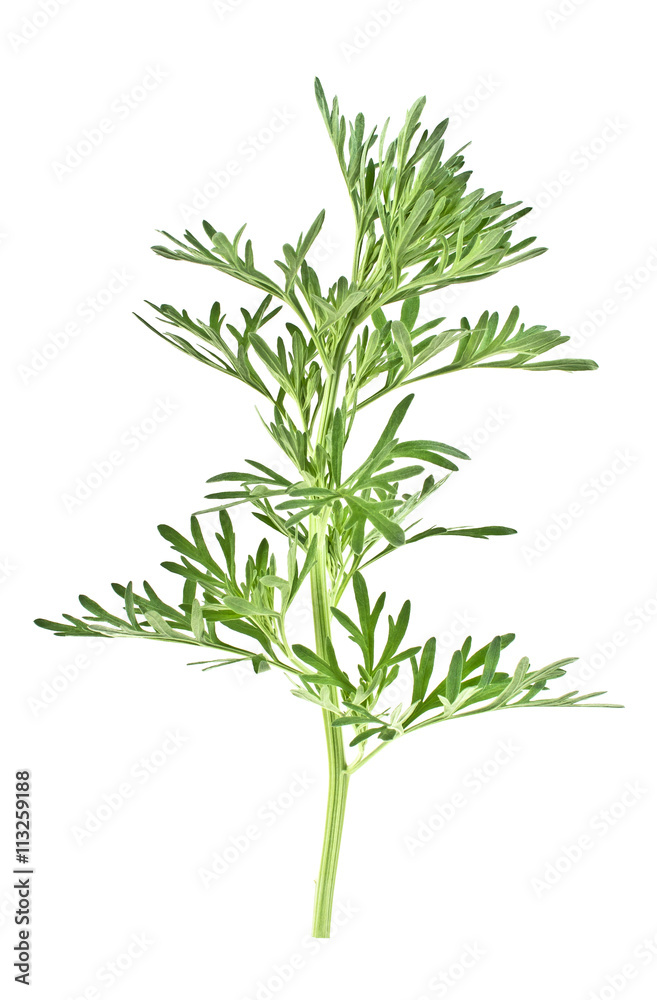 Sagebrush twig isolated on white background Sagebrush twig isolated on white background