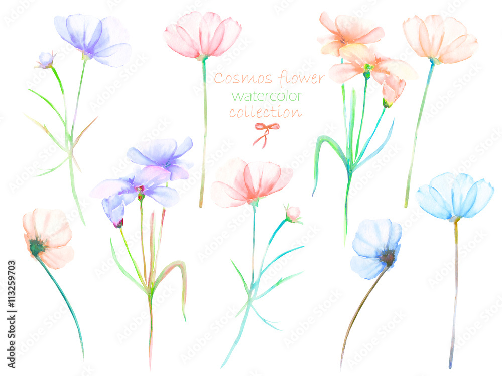 A floral set with the isolated watercolor cosmos flowers, hand drawn on a white background, for self-compilation of the bouquets and ornaments