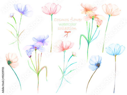 A floral set with the isolated watercolor cosmos flowers, hand drawn on a white background, for self-compilation of the bouquets and ornaments © nastyasklyarova