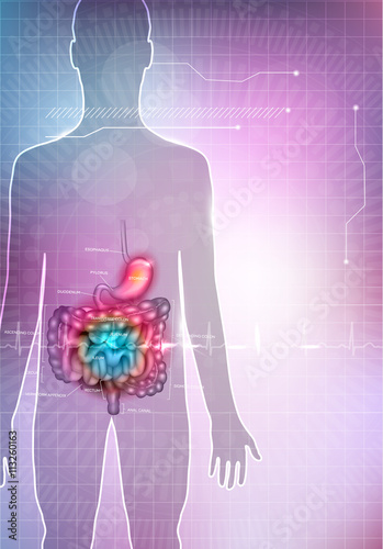 Gastrointestinal tract anatomy abstract colorful mesh background. Stomach, small intestine and colon detailed anatomy