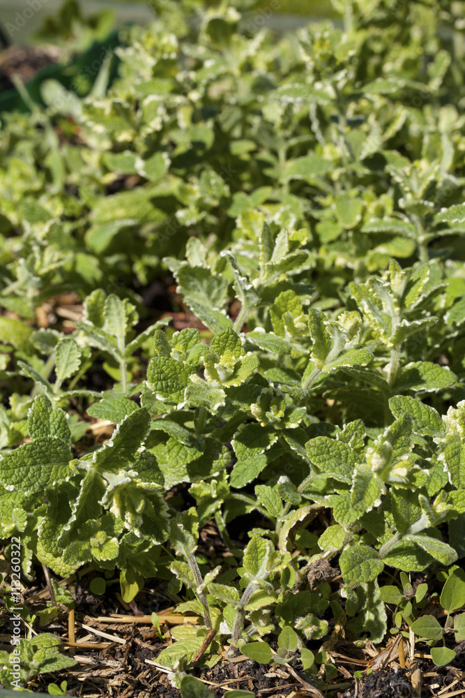 Fototapeta premium Green fresh mint in a summer herbs garden.