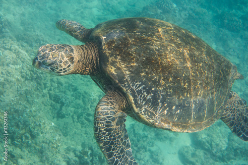 Meeresschildkröte, Seeschildkröte, Sea Turtle, Tauchen, Schnorcheln, USA, Hawaii, Unterwasser, Wasser, Meer © ThoPics