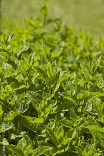 Green fresh mint in a summer herbs garden. © jbphotographylt