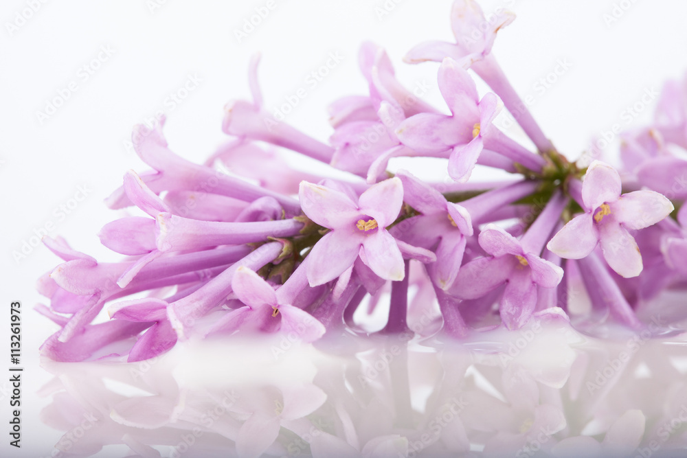 lilac branch on white milk macro photo