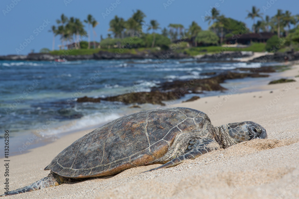 Meeresschildkröte, Seeschildkröte, Sea Turtle, USA, Hawaii, Strand, Sonne