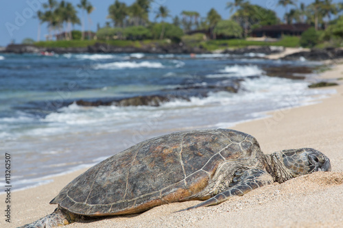Meeresschildkröte, Seeschildkröte, Sea Turtle, USA, Hawaii, Strand, Sonne