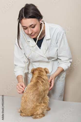 Fototapeta Naklejka Na Ścianę i Meble -  Doctor examines a small dog Griffon