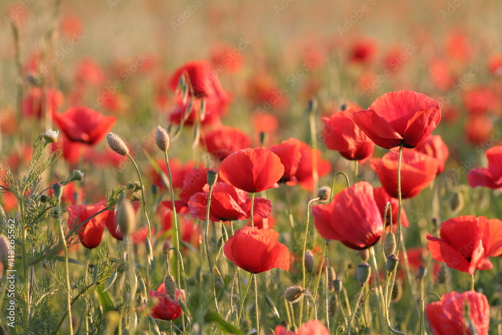 Obraz premium Mohnfeld bei Sonne