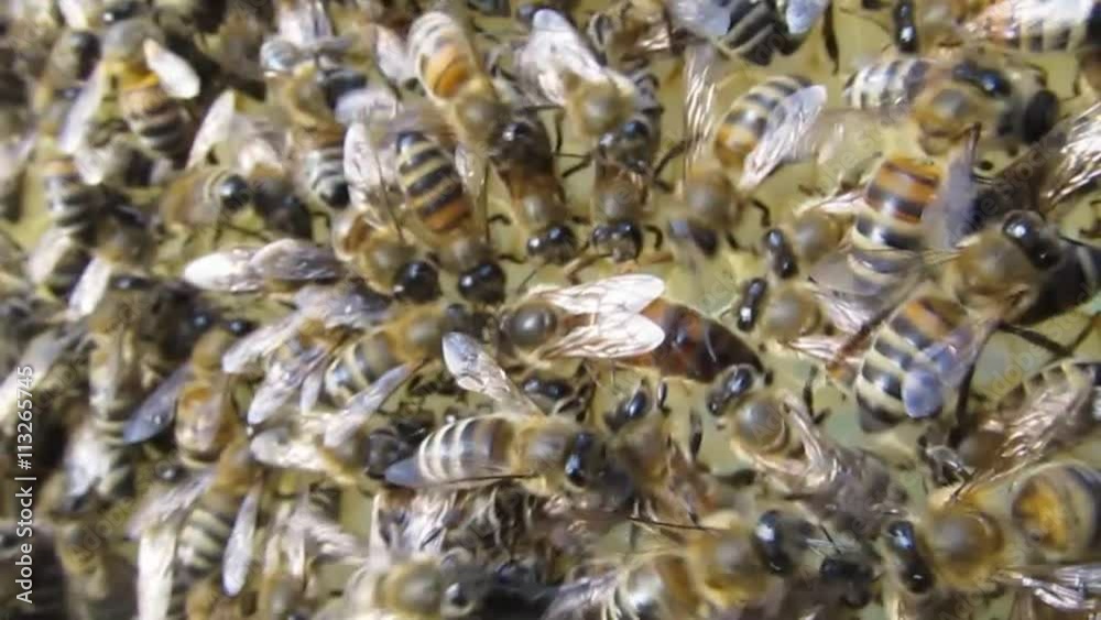 Queen Bee.
Queen Bee moving on honeycombs.
Queen Bee.
Queen Bee moving on honeycombs.