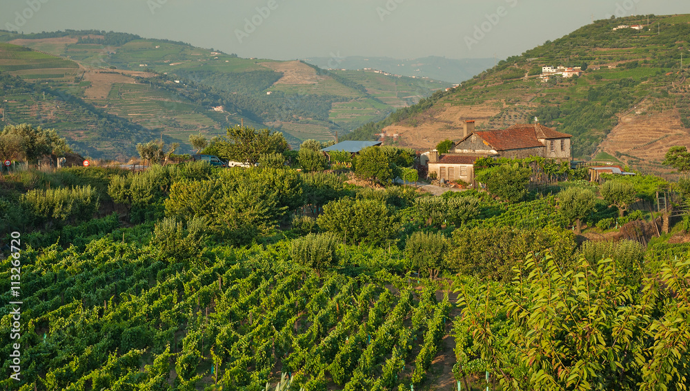 Naklejka premium Vineyard hills in the river Douro valley, Portugal