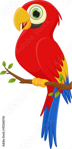 cute macaw bird cartoon