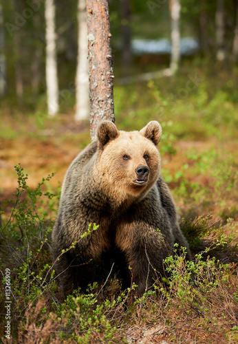 Brown bear in the finnish forest