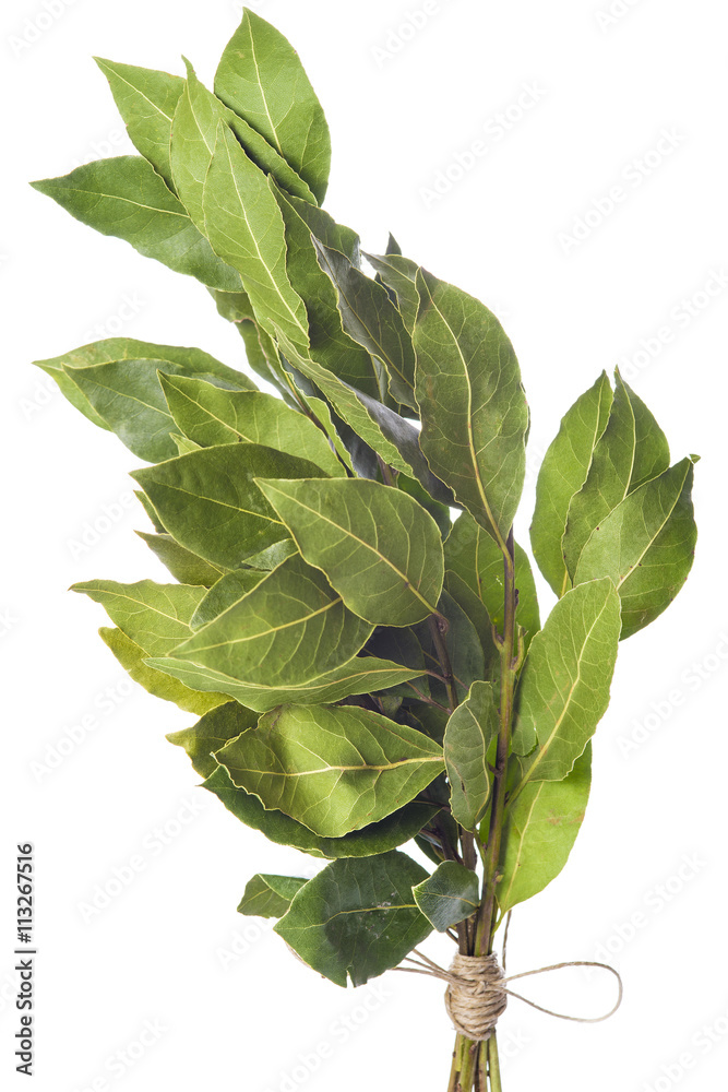 Ramo de hojas de laurel atado con una cuerda y aislado sobre un fondo