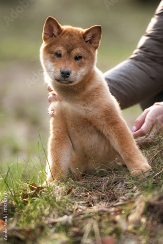 Beautiful Young Red Shiba Inu Puppy Dog © brusnikaphoto