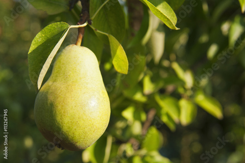 Pear crops on tree