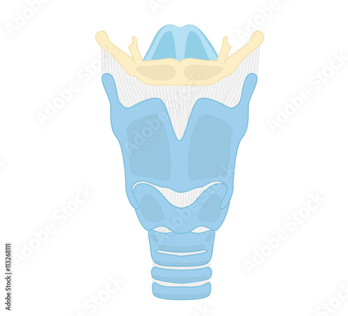 Larynx anatomy with trachea and sublingual bone illustration