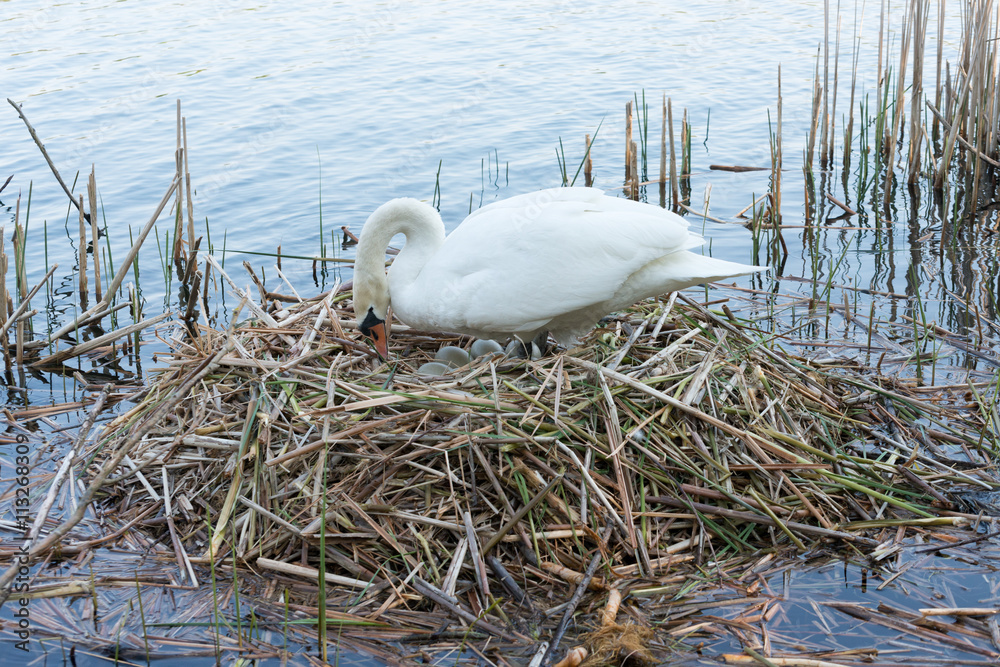 Naklejka premium White Swan on its nest.