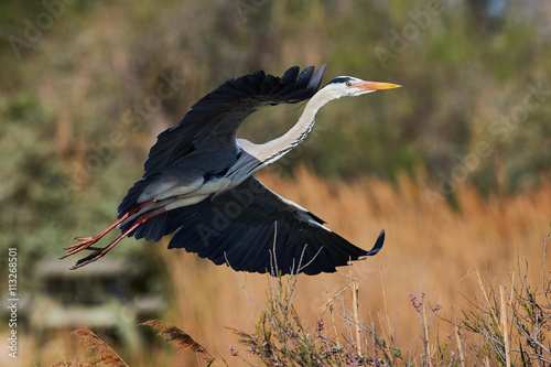 Obraz na plátně Grey heron in flight