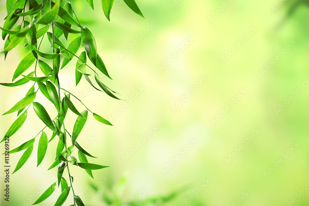 Green leaves background Green leaves background